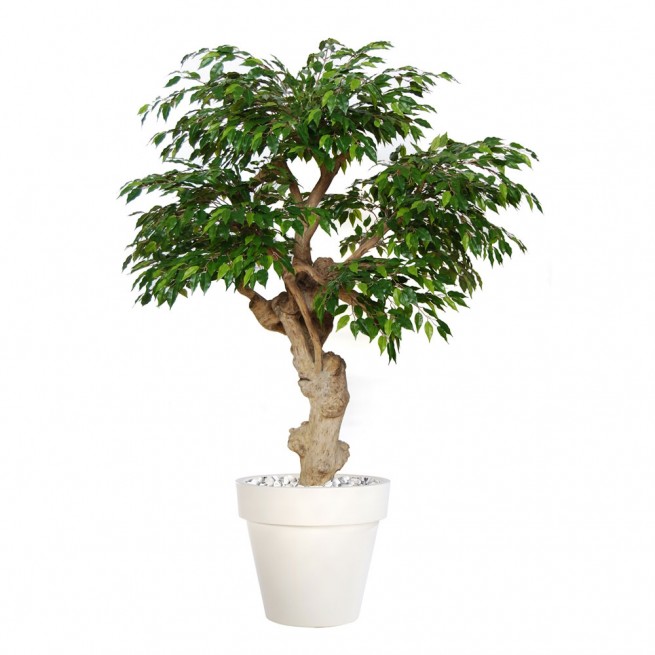 Planta semi-artificiala Ila, Ficus Golden Crown Lt. Green - 150 cm
